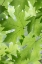 Picture of SUMMER MAPLE LEAVES I