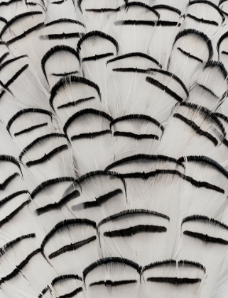 Picture of PHEASANT FEATHERS I