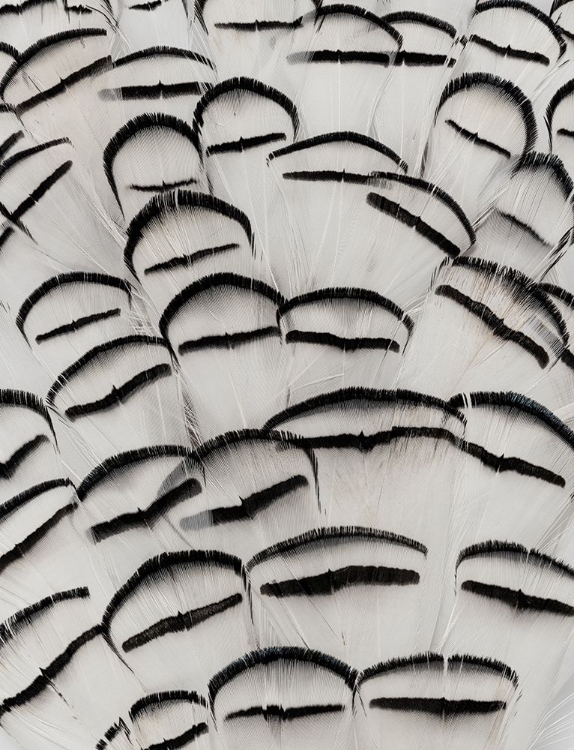 Picture of PHEASANT FEATHERS I