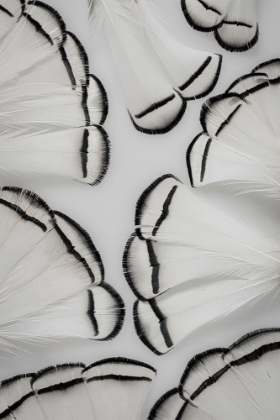 Picture of PHEASANT FEATHERS II