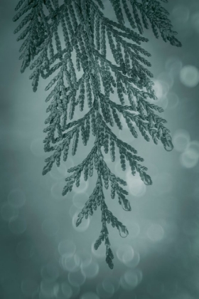 Picture of CEDAR BOUGH I
