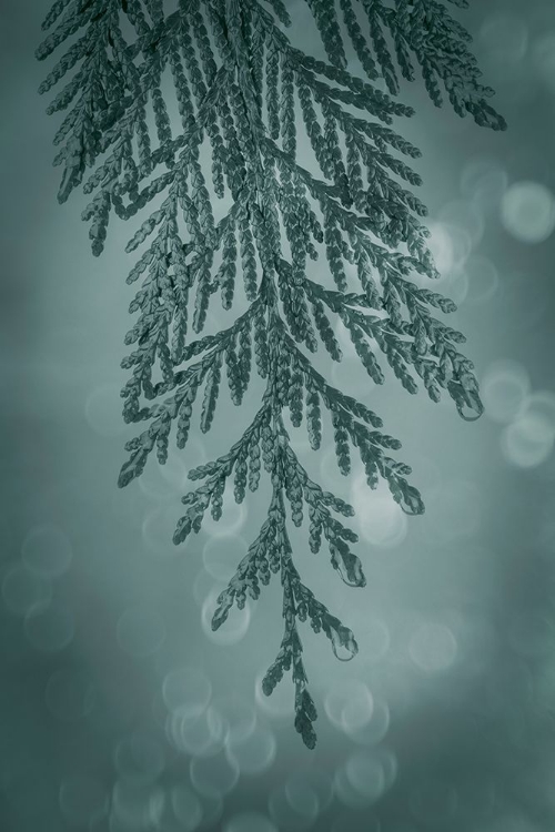 Picture of CEDAR BOUGH I