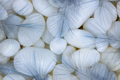 Picture of STELLERS JAY FEATHERS