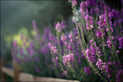 Picture of LAVENDER BLOOMS II