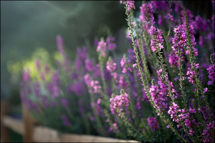Picture of LAVENDER BLOOMS II