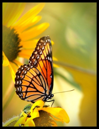 Picture of BUTTERFLY AND SUNFLOWER II