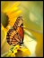 Picture of BUTTERFLY AND SUNFLOWER II