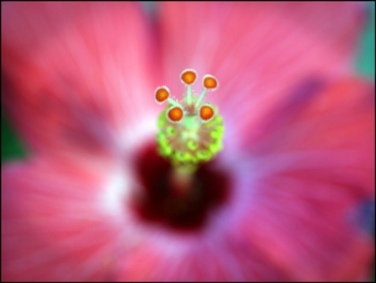 Picture of HIBISCUS CENTER