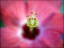 Picture of HIBISCUS CENTER