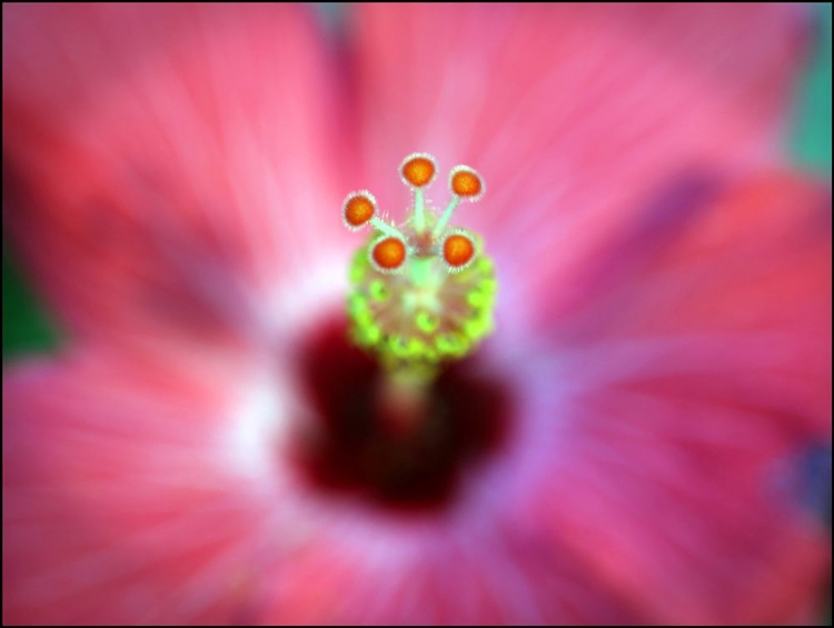 Picture of HIBISCUS CENTER