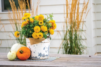 Picture of AUTUMN MUMS II