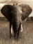 Picture of AFRICAN ANIMALS SERIES, ELEPHANT A