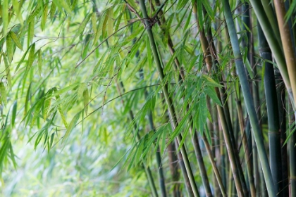 Picture of ZEN BAMBOO