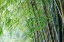 Picture of ZEN BAMBOO
