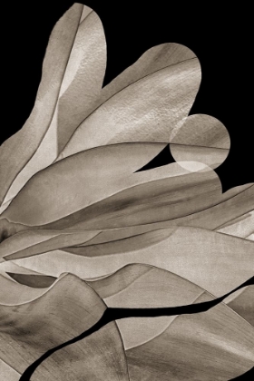 Picture of DESERT MOON AGAVE II