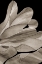 Picture of DESERT MOON AGAVE II
