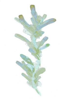 Picture of WATERCOLOR SEAWEED I