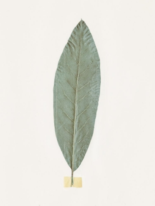 Picture of LEAF ADORNED V