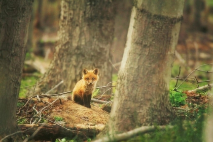 Picture of BABE IN THE WOODS