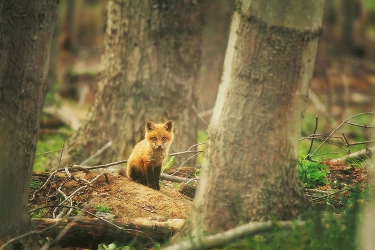 Picture of BABE IN THE WOODS
