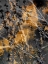 Picture of GOLD STICKS 1