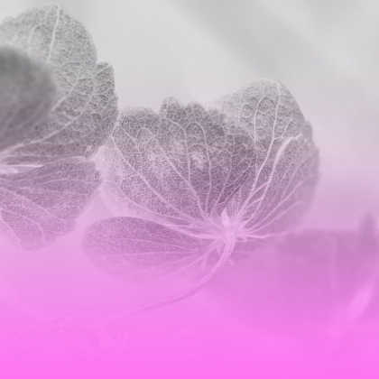 Picture of XRAY BOWL PINK