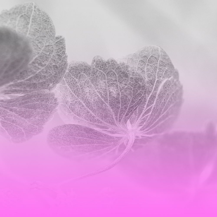 Picture of XRAY BOWL PINK
