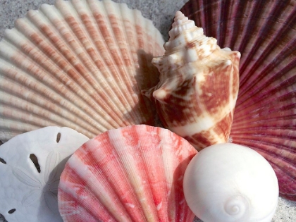 Picture of CORAL SCALLOP AND WHITE SHELLS