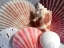 Picture of CORAL SCALLOP AND WHITE SHELLS
