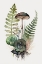 Picture of MUSHROOM AND FERN BOTANICAL 4