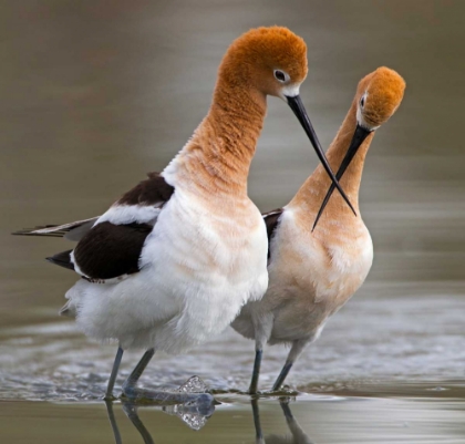 Picture of LOVE CROSSING ...