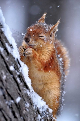 Picture of WINTER