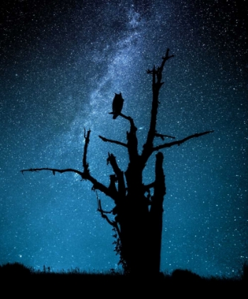 Picture of ALONE IN THE DARK