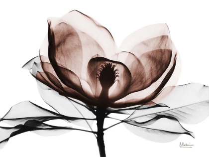 Picture of MOCHA MAGNOLIA 2