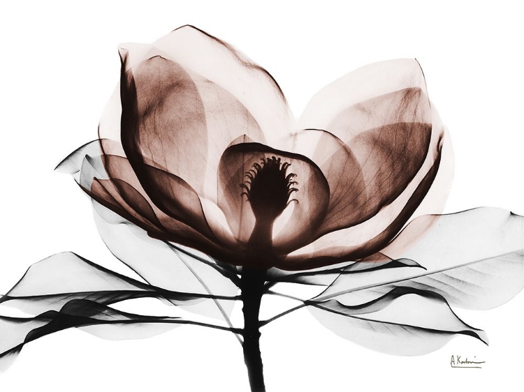 Picture of MOCHA MAGNOLIA 2