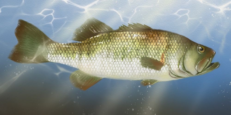 Picture of LODGE FISHING BASS