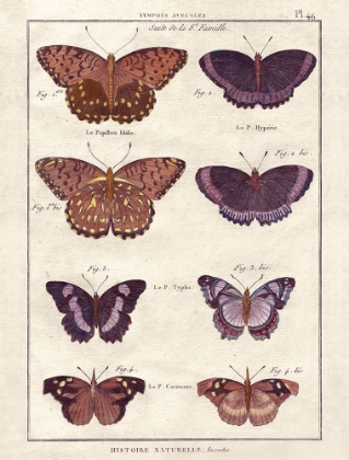 Picture of HISTOIRE NATURELLE 1