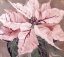 Picture of POINSETTIA PORTRAIT