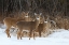 Picture of DOE RE MI DEER
