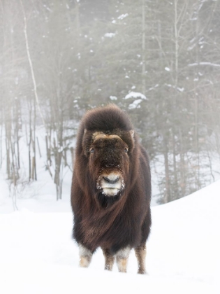 Picture of MUSK OX