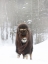 Picture of MUSK OX
