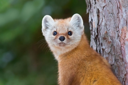 Picture of PINE MARTEN