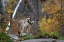 Picture of TIMBER WOLF IN AUTUMN