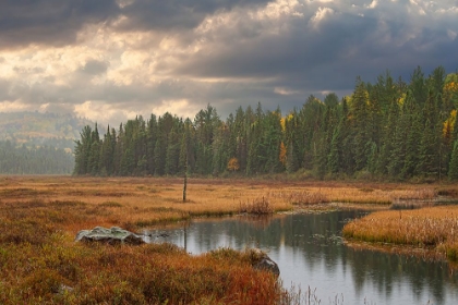 Picture of ALGONQUIN PARK COSTELLO CREEK