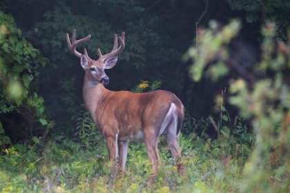 Picture of IN VELVET WHITE TAILED BUCK