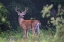 Picture of IN VELVET WHITE TAILED BUCK
