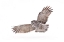 Picture of GREAT GREY OWL SOARS OVER THE SNOW