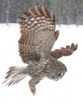 Picture of GREAT GREY OWL THROUGH THE SNOWFALL