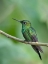Picture of GREEN-CROWNED BRILLIANT HUMMINGBIRD II