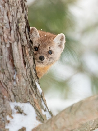 Picture of PINE MARTEN